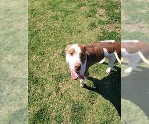 American Pit Bull Terrier Dogs for adoption in Corpus Christi, TX, USA