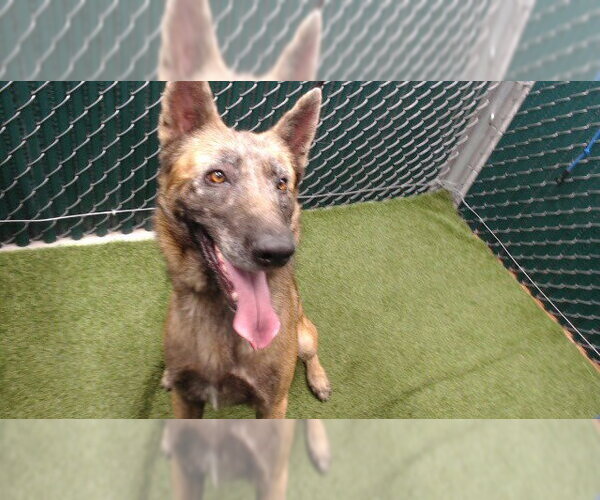 Medium Photo #1 German Shepherd Dog Puppy For Sale in Downey, CA, USA