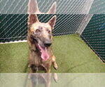 Small German Shepherd Dog