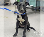 Small Labrador Retriever Mix
