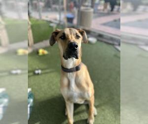 Great Dane Dogs for adoption in Chula Vista, CA, USA