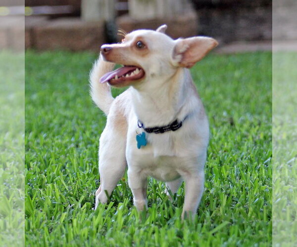 Medium Photo #4 Chihuahua Puppy For Sale in Rosenberg, TX, USA