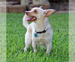 Small #3 Chihuahua