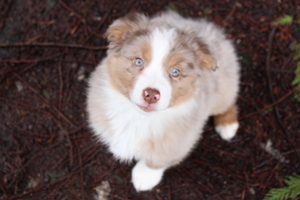 Medium Miniature Australian Shepherd