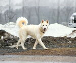 Small #4 Siberian Husky