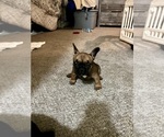 Puppy Puppy 1 French Bulldog