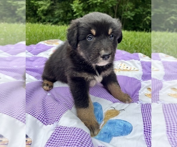 Medium Photo #4 Australian Shepherd Puppy For Sale in MEHERRIN, VA, USA