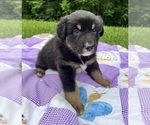 Small #3 Australian Shepherd