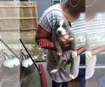 Small Photo #1 American Pit Bull Terrier Puppy For Sale in PORTSMOUTH, VA, USA