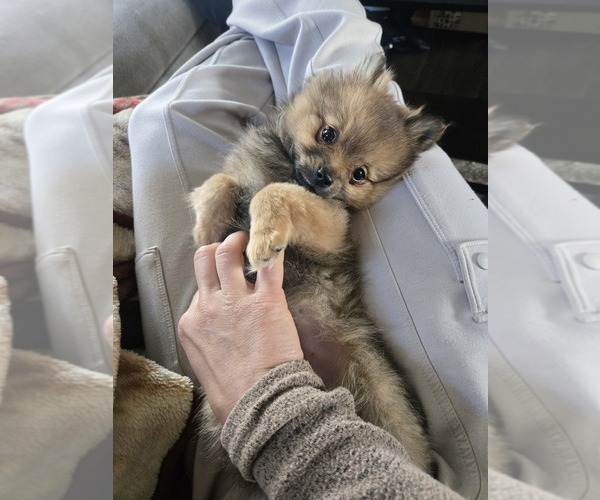 Medium Photo #4 Pomeranian Puppy For Sale in BRONSON, MI, USA