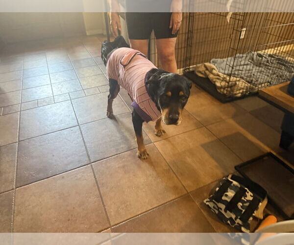 Medium Photo #2 Rottweiler Puppy For Sale in Gilbert, AZ, USA