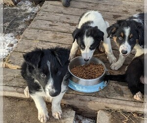 Border Collie Puppy for sale in MOTLEY, MN, USA