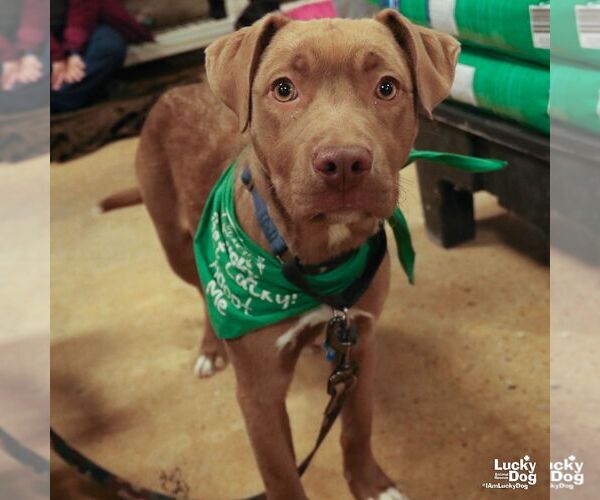 Medium Photo #4 Labrador Retriever-Unknown Mix Puppy For Sale in Washington, DC, USA