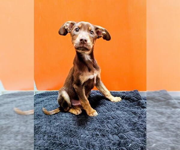 Medium Photo #1 Doberman Pinscher-Holland Shepherd Mix Puppy For Sale in Frisco, CO, USA