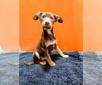 Small Doberman Pinscher-Holland Shepherd Mix