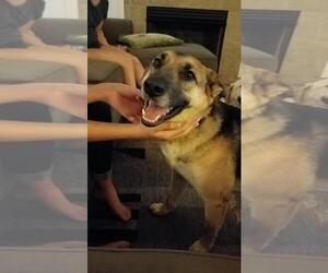 German Shepherd Dog Dogs for adoption in New Hill, NC, USA