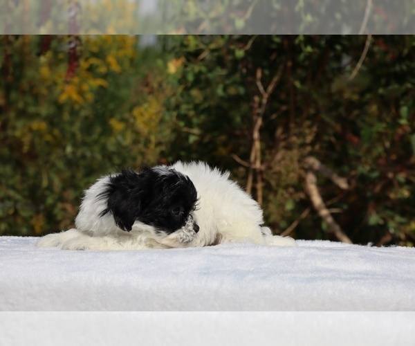 Medium Photo #31 ShihPoo Puppy For Sale in DYERSBURG, TN, USA