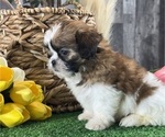 Small #2 Shih Tzu