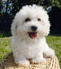 Bichon Frise Puppy for sale in SPRINGFIELD, MO, USA