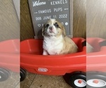 Small Photo #31 Welsh Cardigan Corgi Puppy For Sale in SUN PRAIRIE, WI, USA