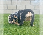 Small Photo #5 English Bulldog Puppy For Sale in PITTSBURGH, PA, USA