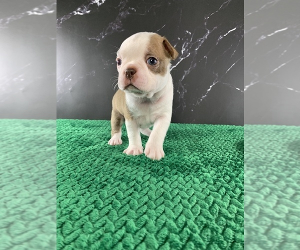 Medium Photo #7 Boston Terrier Puppy For Sale in TULARE, CA, USA