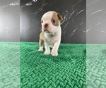 Small Photo #114 Boston Terrier Puppy For Sale in TULARE, CA, USA