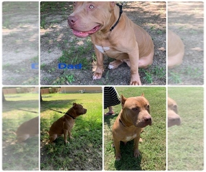 American Pit Bull Terrier Puppy for sale in DEARING, GA, USA
