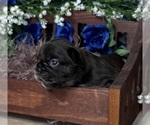Small #2 French Bulldog