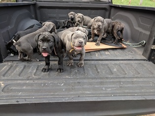Cane Corso Puppy for sale in BRANDYWINE, MD, USA