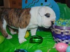 Small Photo #18 English Bulldogge Puppy For Sale in HAMILTON, OH, USA
