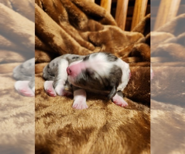 Medium Photo #27 Sheepadoodle Puppy For Sale in LEHI, UT, USA