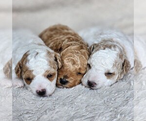Poodle (Miniature) Litter for sale in HOAGLAND, IN, USA