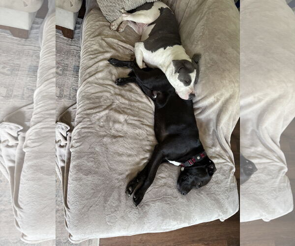 Medium Photo #18 Mutt Puppy For Sale in Doylestown, PA, USA