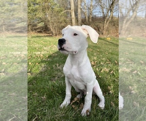 Dogo Argentino Puppy for sale in UNION, KY, USA