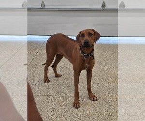 Mother of the Rhodesian Ridgeback puppies born on 02/26/2026
