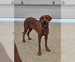 Small Photo #1 Rhodesian Ridgeback Puppy For Sale in BUMPASS, VA, USA