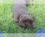 Small Photo #10 Labrador Retriever Puppy For Sale in MANSFIELD, MO, USA