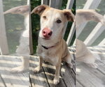 Small Labrador Retriever Mix