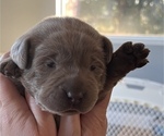 Small Photo #2 Labrador Retriever Puppy For Sale in EVERSON, WA, USA