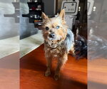 Small #1 Mutt