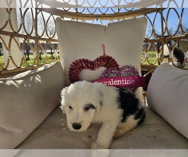 Medium Photo #35 Sheepadoodle Puppy For Sale in THORNDALE, TX, USA