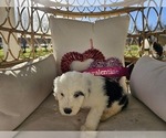 Small Photo #35 Sheepadoodle Puppy For Sale in THORNDALE, TX, USA