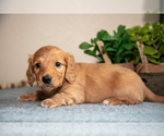 Small Photo #12 Dachshund Puppy For Sale in NAPPANEE, IN, USA