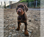 Small Photo #57 Doberman Pinscher Puppy For Sale in FORT LAUDERDALE, FL, USA