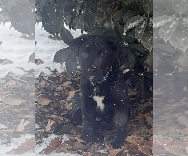 Medium Photo #2 Aussiedor Puppy For Sale in Roxboro, NC, USA