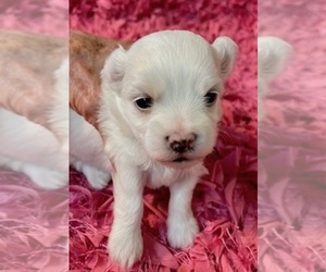 Maltese Puppy for sale in WILSONVILLE, OR, USA
