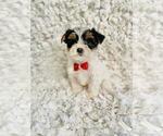 Image preview for Ad Listing. Nickname: Tucker