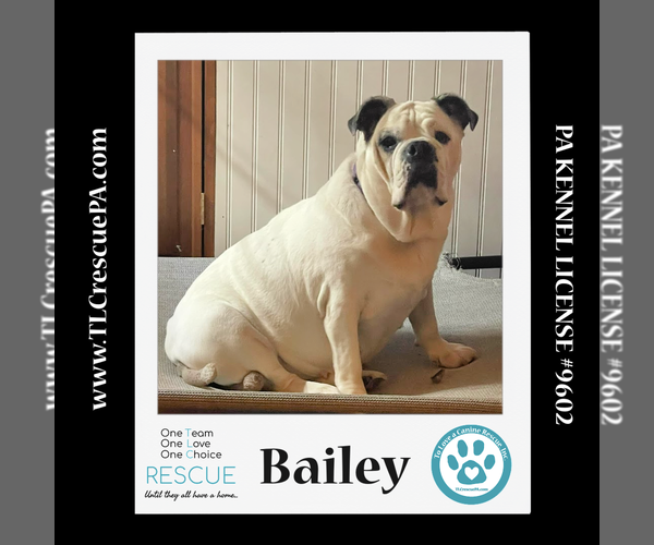 Medium Photo #16 Bulldog Puppy For Sale in Kimberton, PA, USA