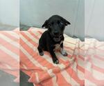 Small Labrador Retriever